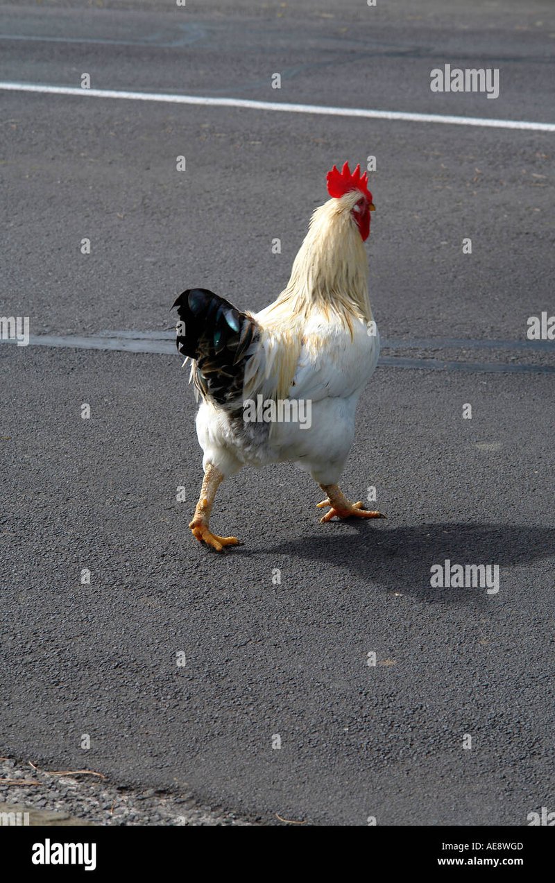 Descubre el Misterio de La Ruta de la Gallina en España: Un Juego de Azar